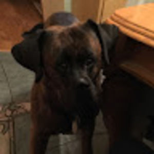 Meet your Posher, The beast